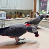 Evlat edinme iin smbl macaws