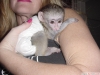 Evlat edinme iin toplama capuchin maymunu