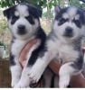 Evlat edinme iin uygun husky yavrular