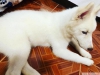 Evlat edinme iin uygun husky yavrular