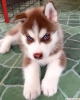 Evlat edinme iin uygun husky yavrular