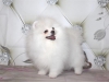 %$evlat edinme sevimli iin pomeranian puppies%$#