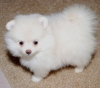 $#@$evlat edinme sevimli iin pomeranian puppies%$#