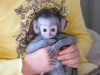 Evlat edinmek iin akll ve sevimli bebek capuchin maymunu