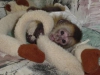 Evlat edinmek iin baby capuchin maymunlar