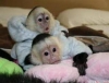 Evlat edinmek iin bebek capuchin maymunlar.