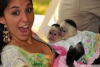 Evlat edinmek iin bebek capuchin maymunlar.