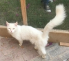 Evlat edinmek iin beyaz kabark trk angora kedisi