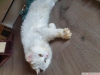 Evlat edinmek iin beyaz kabark trk angora kedisi