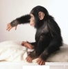 Evlat edinmek iin byleyici gzel bebek empanze maymun