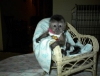 Evlat edinmek iin capuchin maymunu