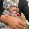 Evlat edinmek iin capuchin maymunu yetitirildi