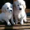 Evlat edinmek iin en iyi golden retriever