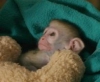 Evlat edinmek iin gzel bebek capuchin maymunlar
