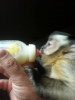 Evlat edinmek iin harika gzel capuchin maymun