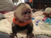 Evlat edinmek iin harika lovely capuchin maymunu