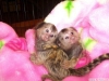 Evlat edinmek iin harika lovely marmosets maymunu