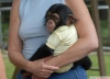 Evlat edinmek iin iki gzel empanze maymunlar