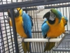 Evlat edinmek iin iki mavi ve altn macaws