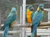 Evlat edinmek iin iki mavi ve altn macaws
