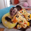 Evlat edinmek iin iyi eitimli dii ve erkek bebek capuchin
