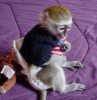 Evlat edinmek iin kaytl dii capuchin maymunu...   evlat