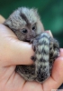 Evlat edinmek iin marmoset monkeys