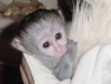 Evlat edinmek iin muhteem bebek capuchin maymunlar.