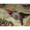 Evlat edinmek iin sevimli capuchin maymunlar