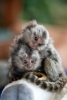 Evlat edinmek iin sevimli marmoset maymunlar