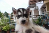 Evlat edinmek iin sevimli sibirya husky