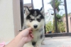 Evlat edinmek iin sevimli sibirya husky