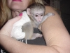 Evlat edinmek iin sevimli ve sevgi dolu capuchin maymunu