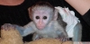 Evlat edinmek iin sevimli ve sevgi dolu capuchin maymunu
