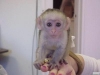 Evlat edinmek iin sevimli ve sevimli bebek capuchin maymunu