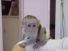 Evlat edinmek iin sevimli ve sevimli bebek capuchin maymunu