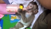 Evlat edinmek iin irin bebek capuchin maymunu