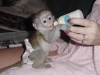 Evlat edinmek iin  kadn capuchin maymunu