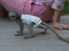 Evlat edinmeye hazr iyi eitilmi capuchin maymunlar