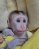 Evlatlk iin bebek capuchin maymunu