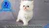 Exotic shorthair ve iran yavru kedilerimiz elapetshop