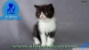 Exotic shorthair ve iran yavru kedilerimiz elapetshop