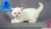 Exotic shorthair ve iran yavru kedilerimiz elapetshop