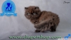 Exotic shorthair ve iran yavru kedilerimiz elapetshop