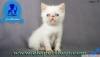 Exotic shorthair ve iran yavru kedilerimiz elapetshop