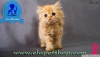 Exotic shorthair ve iran yavru kedilerimiz elapetshop