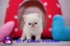 Exotic shorthair ve iran yavrularmz