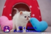 Exotic shorthair ve iran yavrularmz