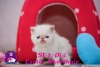 Exotic shorthair ve iran yavrularmz