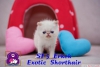 Exotic shorthair ve iran yavrularmz